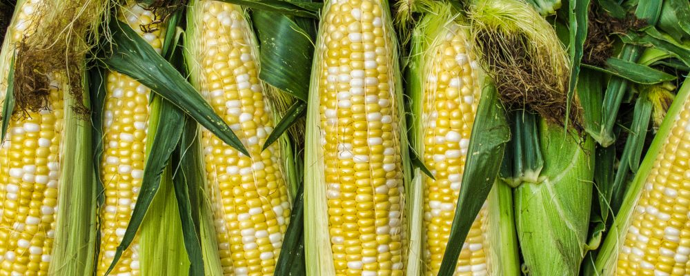 Fresh corn