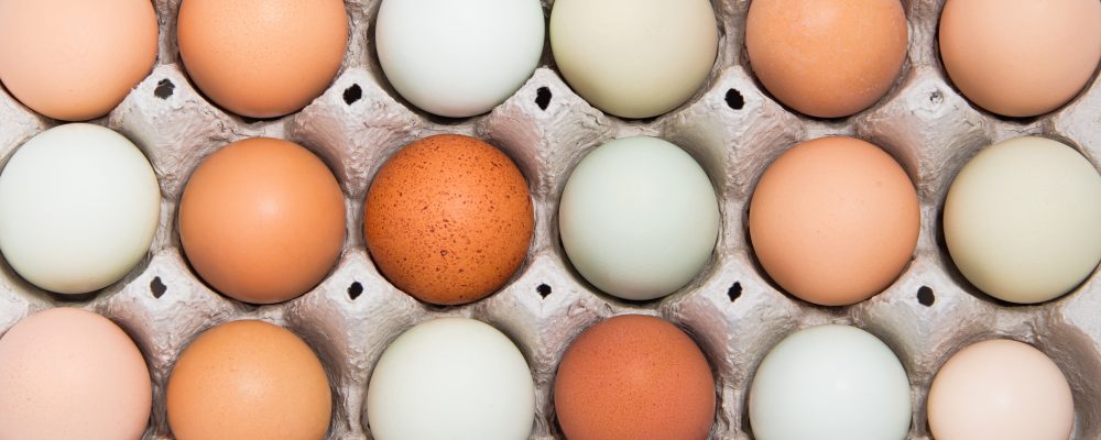 Assortment of different color, fresh, chicken eggs in a gray tray