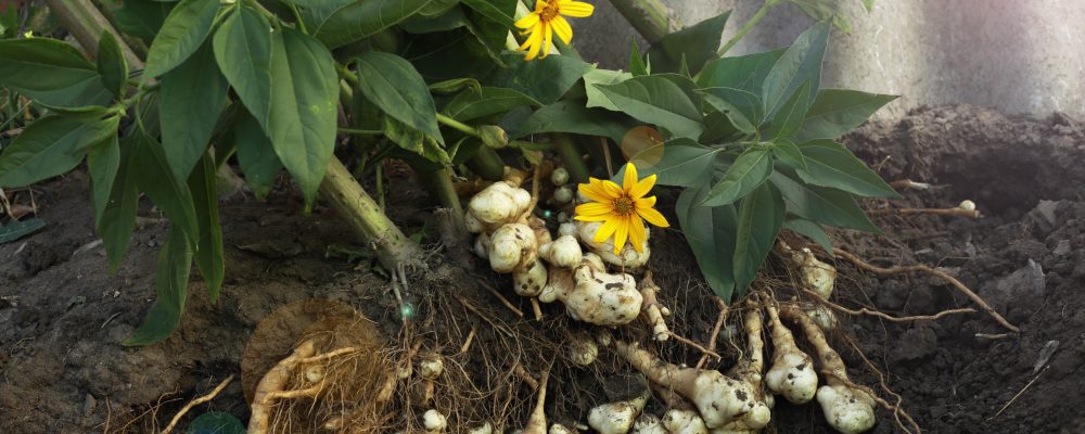 Freshly dug Jerusalem artichoke tubers kept in a basket. High quality photo